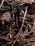 Geoglossum umbratile image