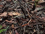 Geoglossum umbratile image
