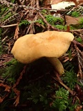 Hydnum umbilicatum image