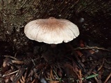 Inocybe griseolilacina image