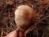 Inocybe griseolilacina image
