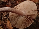 Inocybe griseolilacina image
