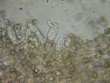 Inocybe griseolilacina image