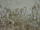 Inocybe griseolilacina image