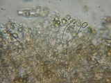 Inocybe griseolilacina image