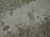 Inocybe griseolilacina image
