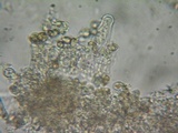 Inocybe griseolilacina image