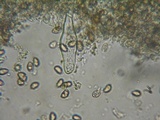 Inocybe griseolilacina image