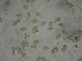 Inocybe griseolilacina image