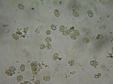 Inocybe griseolilacina image