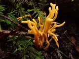 Clavulinopsis corniculata image