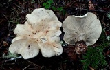 Harmajaea harperi image