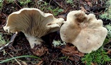 Harmajaea harperi image