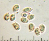 Harmajaea harperi image