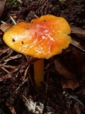 Hygrocybe acutoconica image