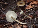 Clitocybe trulliformis image