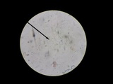 Oxyporus populinus image