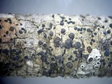 Lecidella euphorea image