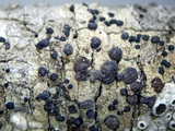 Lecidella euphorea image