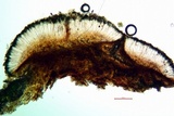 Lecidella euphorea image