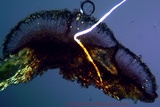 Lecidella euphorea image