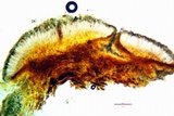 Lecidella euphorea image