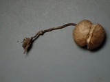 Rhodocybe caelata image