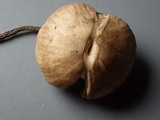 Rhodocybe caelata image