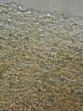 Rhodocybe caelata image