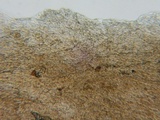 Rhodocybe caelata image