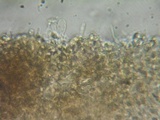 Rhodocybe caelata image