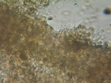 Rhodocybe caelata image
