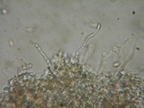 Rhodocybe caelata image