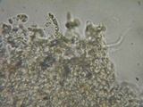 Rhodocybe caelata image