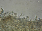 Rhodocybe caelata image