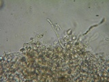 Rhodocybe caelata image