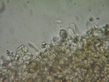 Rhodocybe caelata image