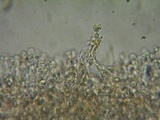 Rhodocybe caelata image