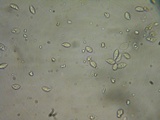 Rhodocybe caelata image