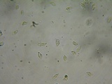 Rhodocybe caelata image