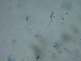 Rhodocybe caelata image