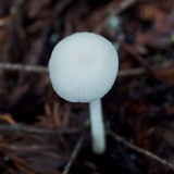 Hygrocybe russocoriacea image