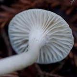 Hygrocybe russocoriacea image