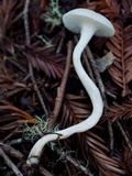 Hygrocybe russocoriacea image