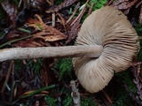 Inocybe assimilata image