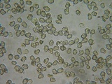 Inocybe assimilata image