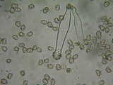 Inocybe assimilata image