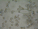 Inocybe assimilata image
