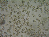 Inocybe assimilata image