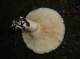 Lactarius deceptivus image